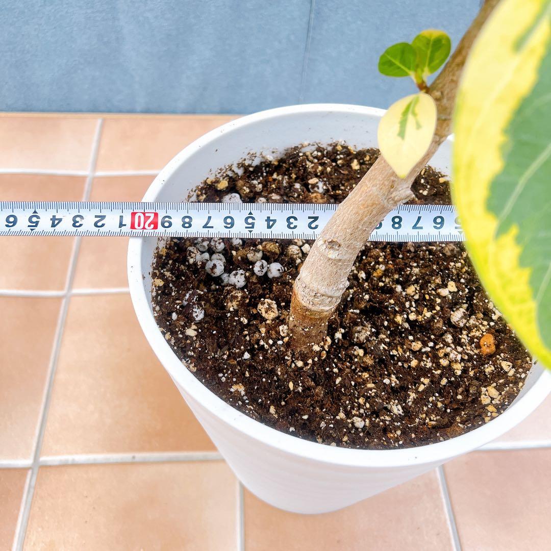 現品 フィカス ゴムの木 アルテシマ 曲がり 16番 観葉植物 インテリア