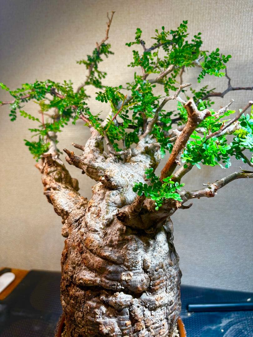 オペルクリカリア・パキプス コレクション株