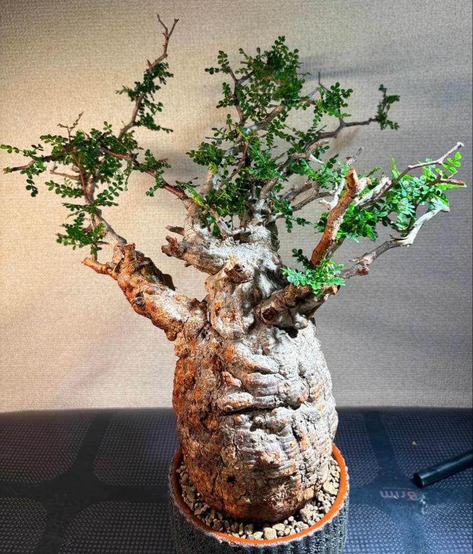 オペルクリカリア・パキプス コレクション株