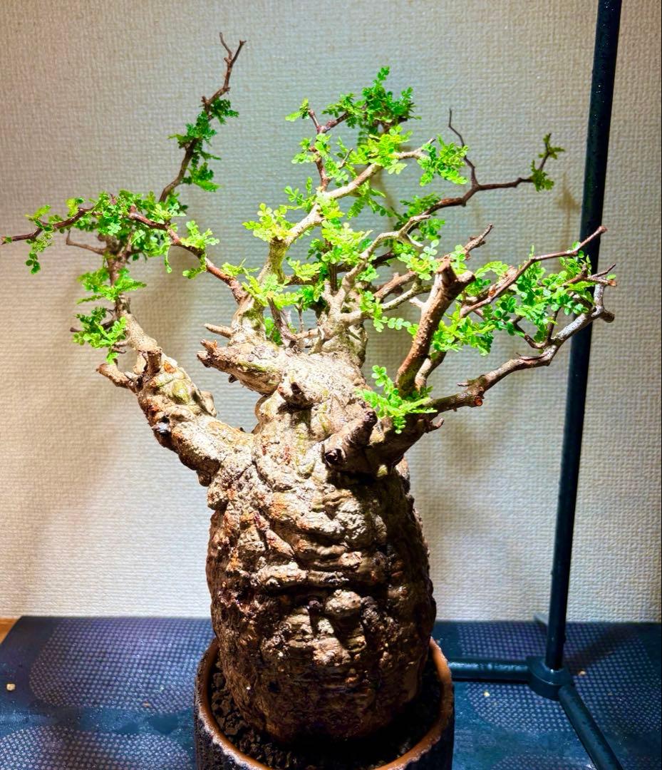 オペルクリカリア・パキプス コレクション株