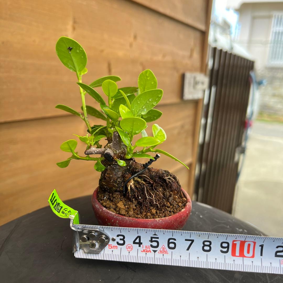 ガジュマルミニ盆栽極太希少品種パンダガジュマル - メルカリ