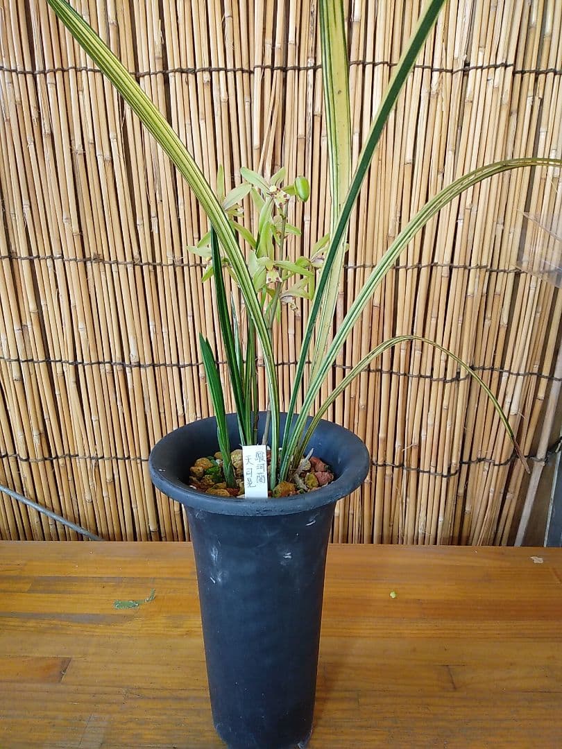 斑入りスルガランの天司晃の駿河蘭8/17現在花終わり休眠