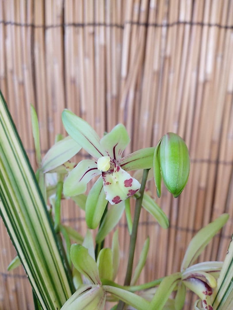 斑入りスルガランの天司晃の駿河蘭8/17現在花終わり休眠