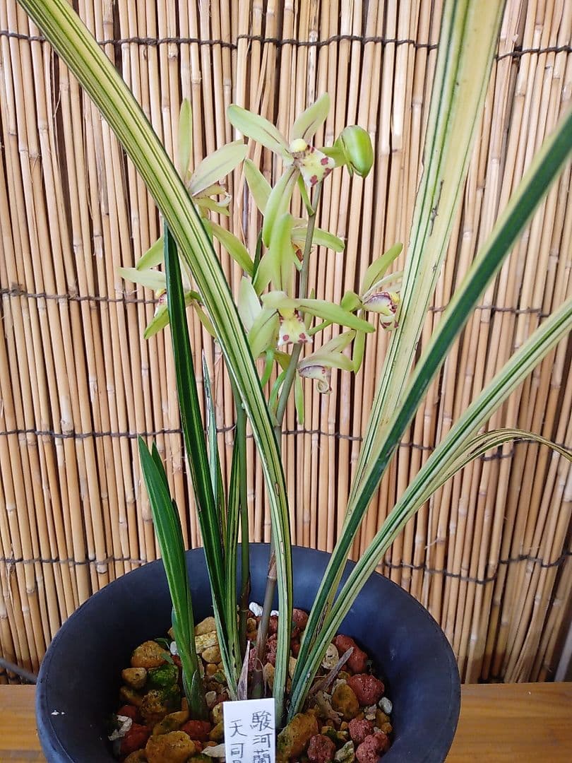 斑入りスルガランの天司晃の駿河蘭8/17現在花終わり休眠