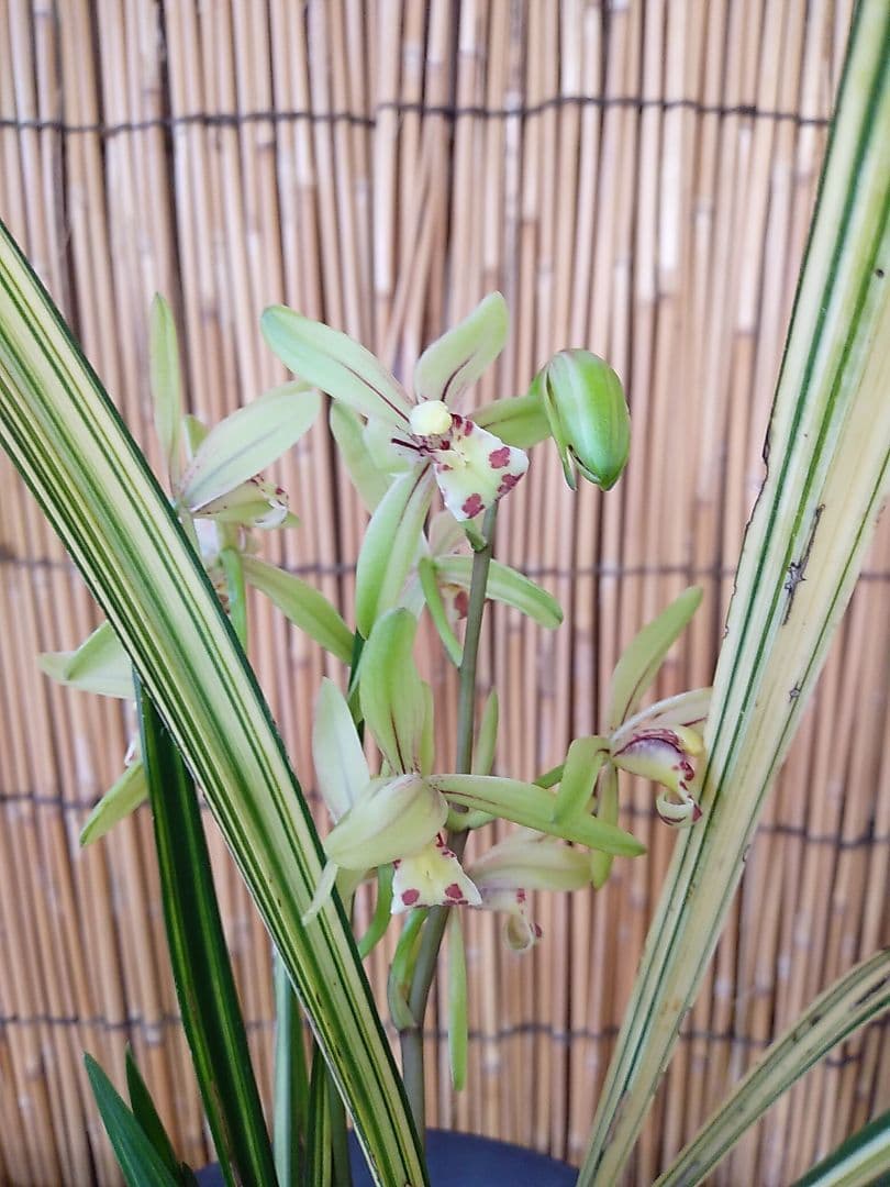 斑入りスルガランの天司晃の駿河蘭8/17現在花終わり休眠