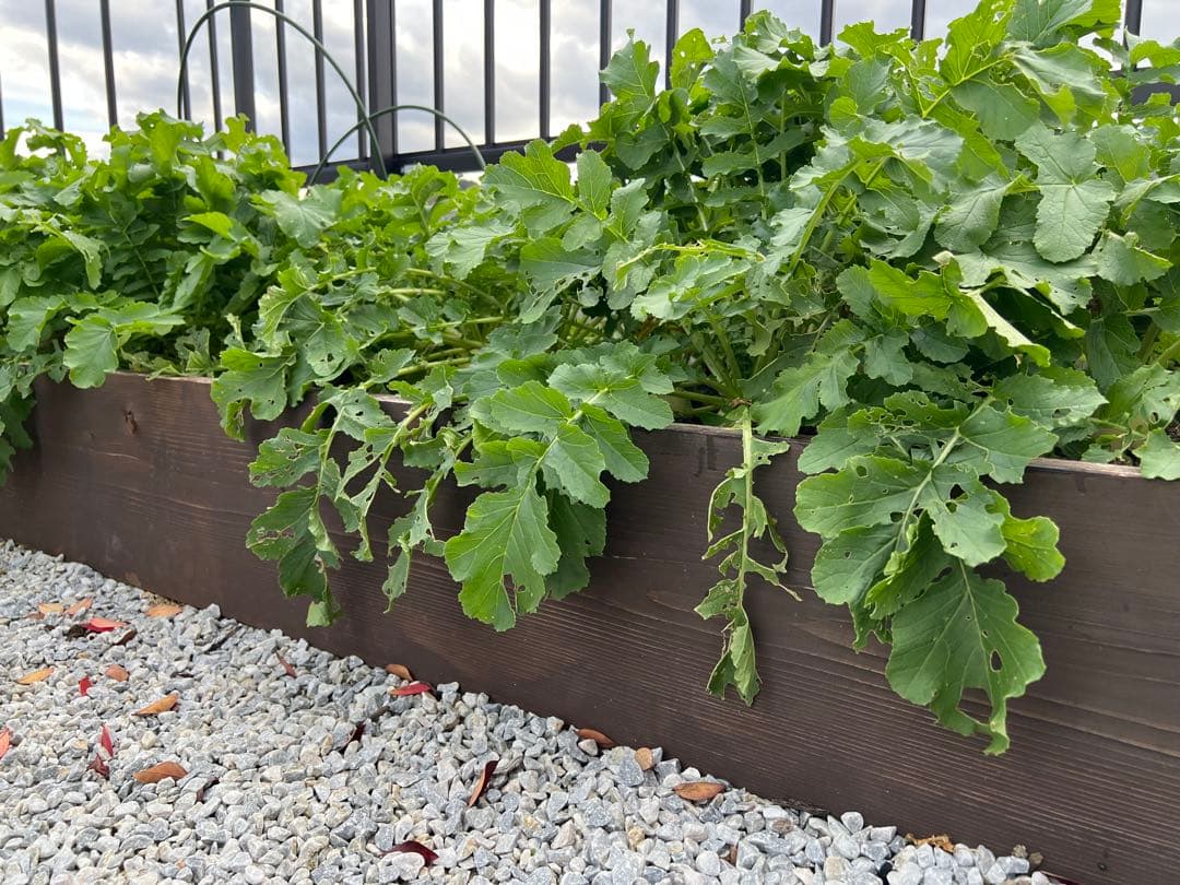 レイズドベッド　プランターカバーも可能