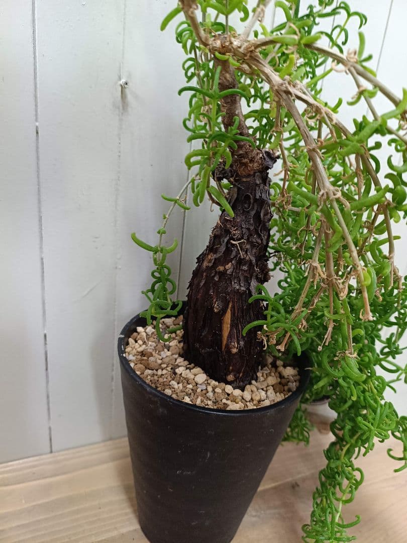 B003 超希少種発根済み メストクレマ ツベローサム 養生株