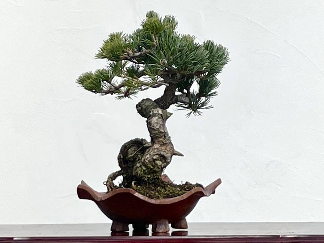 三河盆栽　五葉松　明星　盆栽　人気品種　古木
