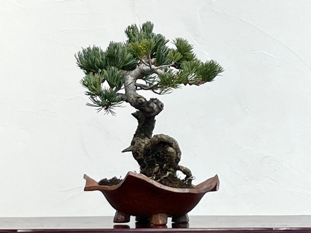 三河盆栽　五葉松　明星　盆栽　人気品種　古木