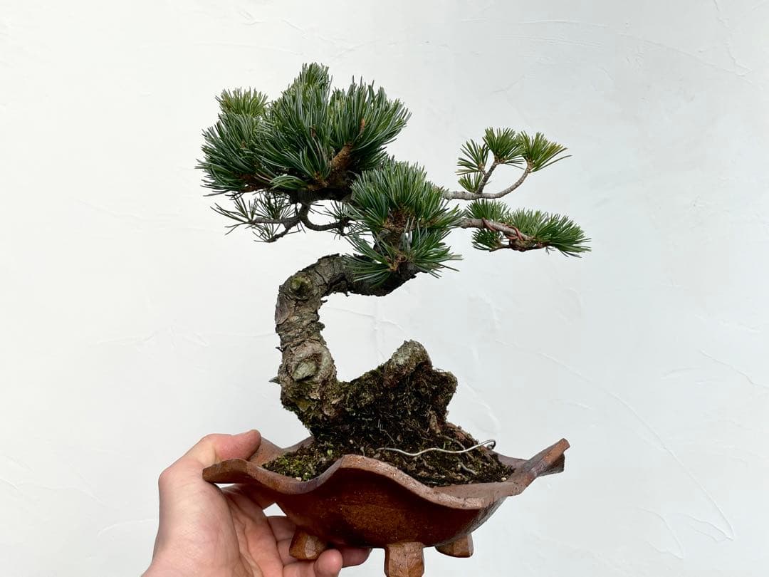 三河盆栽　五葉松　明星　盆栽　人気品種　古木