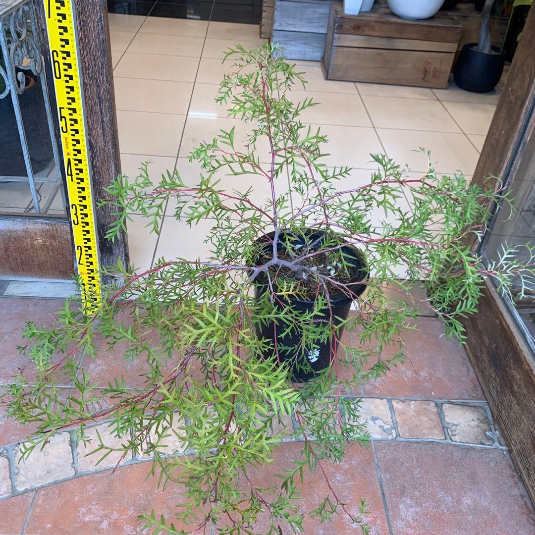 グレビレア ブロンズランバー 大株 2