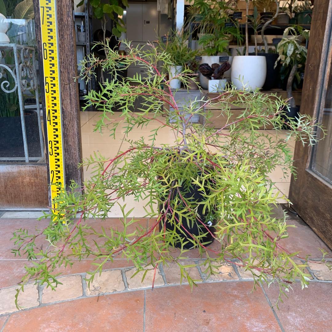 グレビレア ブロンズランバー 大株 2