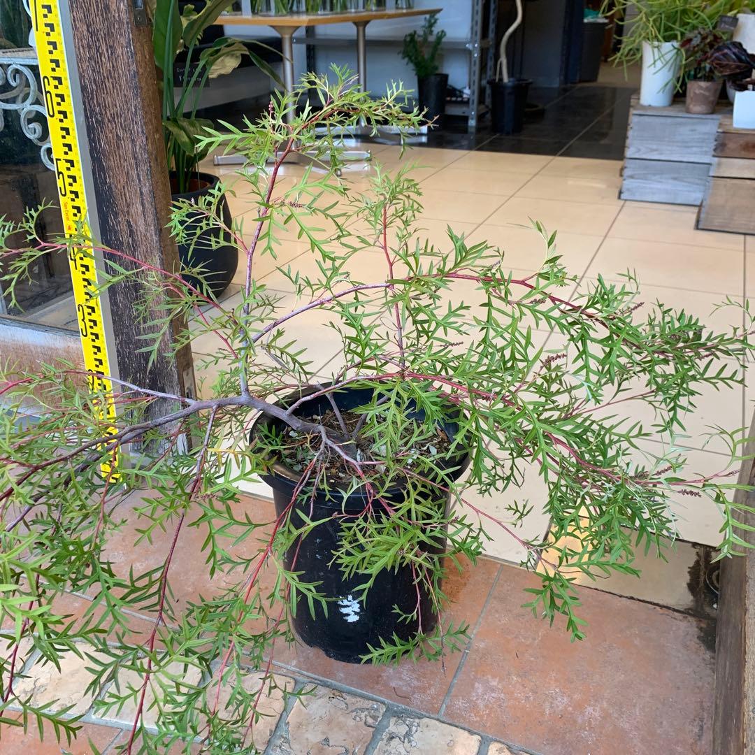 グレビレア ブロンズランバー 大株 2