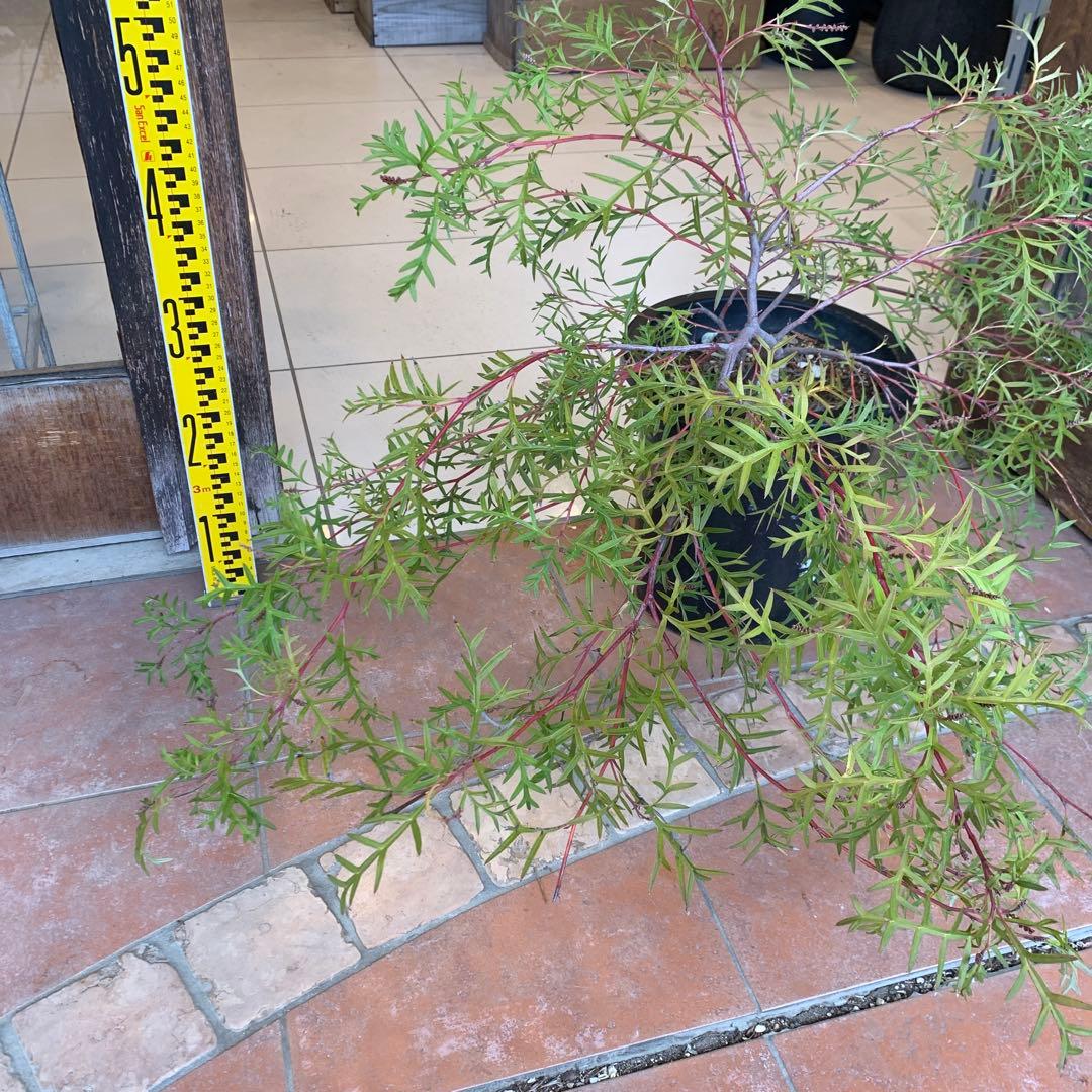 グレビレア ブロンズランバー 大株 2