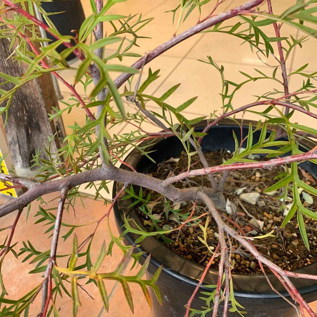 グレビレア ブロンズランバー 大株 2