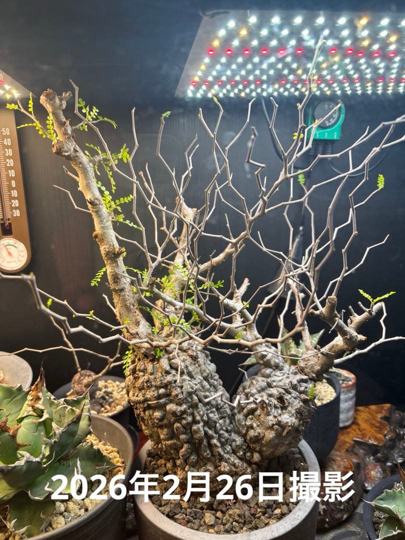 パキプス　みやび鉢　発根済み