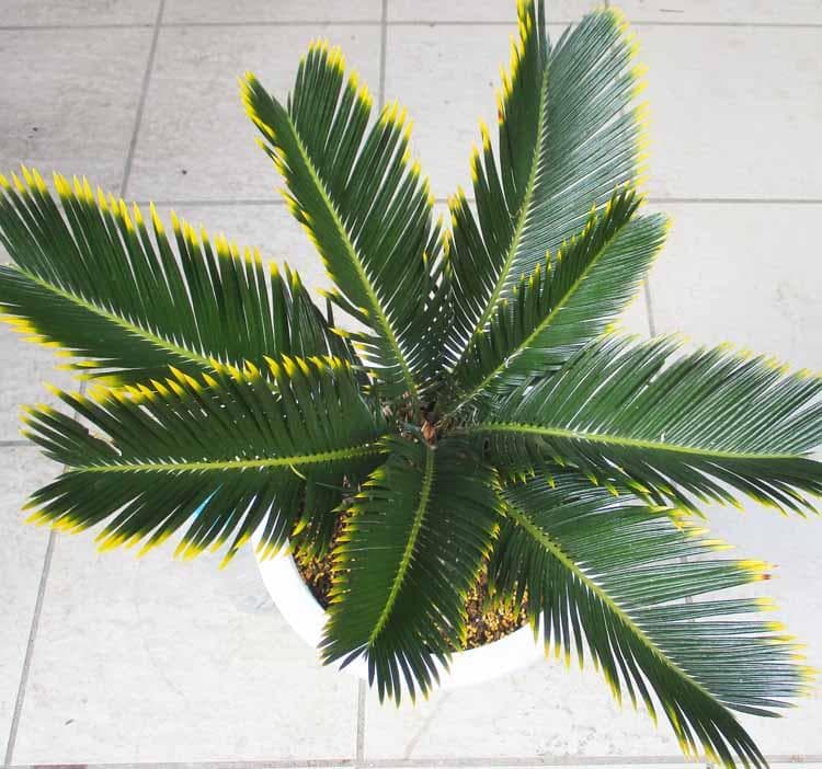 【現品】キンカンソテツ／金冠蘇鉄　8号　２K番