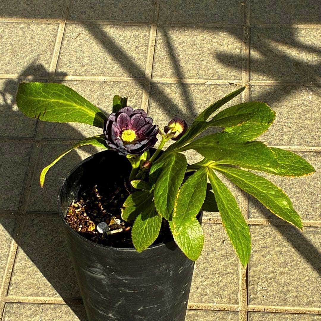 A*️様 3478☘️限定1株☘️未株分☘️花付☘️レア☘️スモーキーダーク⭐️