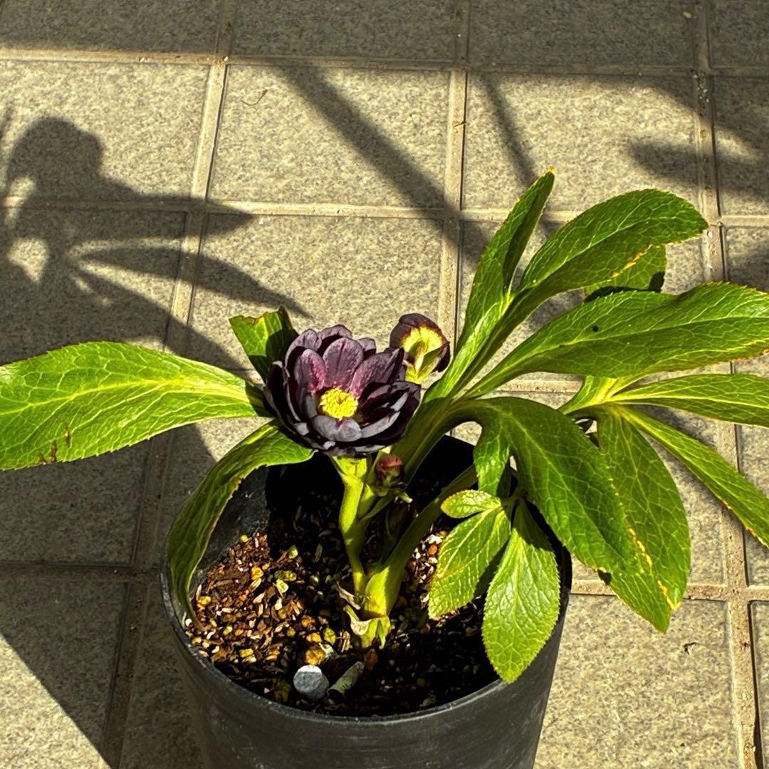 A*️様 3478☘️限定1株☘️未株分☘️花付☘️レア☘️スモーキーダーク⭐️