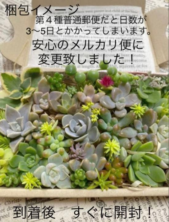 ♡寄せ植えセット♡多肉植物♡
