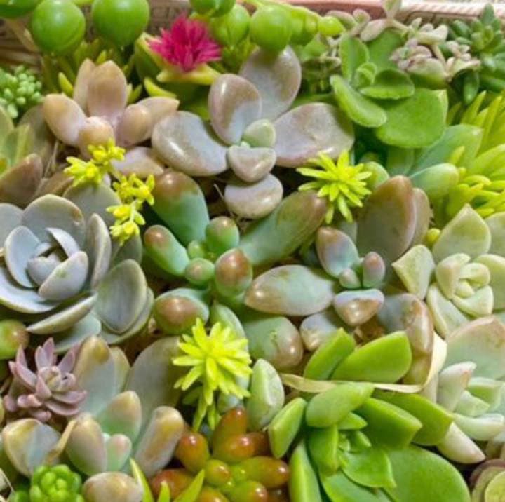 ♡寄せ植えセット♡多肉植物♡