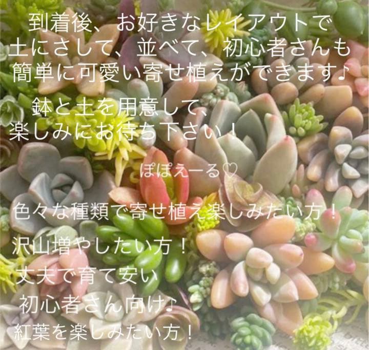 ♡寄せ植えセット♡多肉植物♡