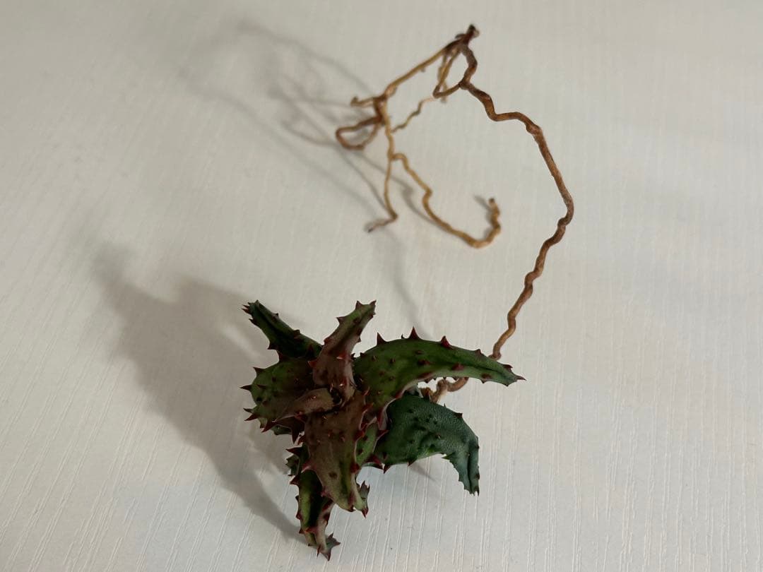 【期間限定出品】Aloe castilloniae子株②