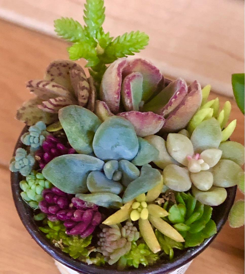 ibupopo1028様専用大容量 多肉植物 寄せ植え 3つセット - メルカリ