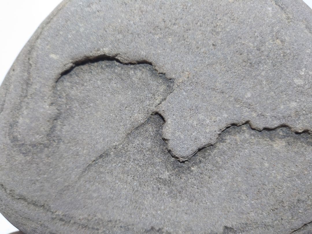 仁淀川石　海牛　水石 鑑賞石