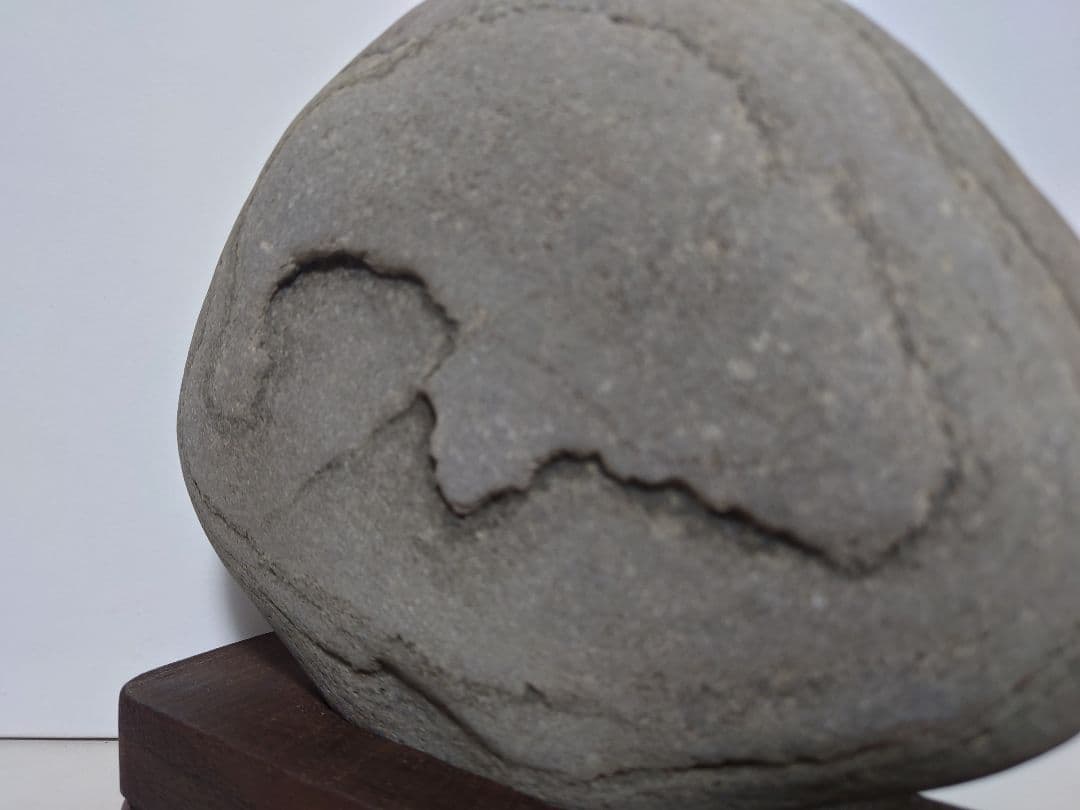 仁淀川石　海牛　水石 鑑賞石