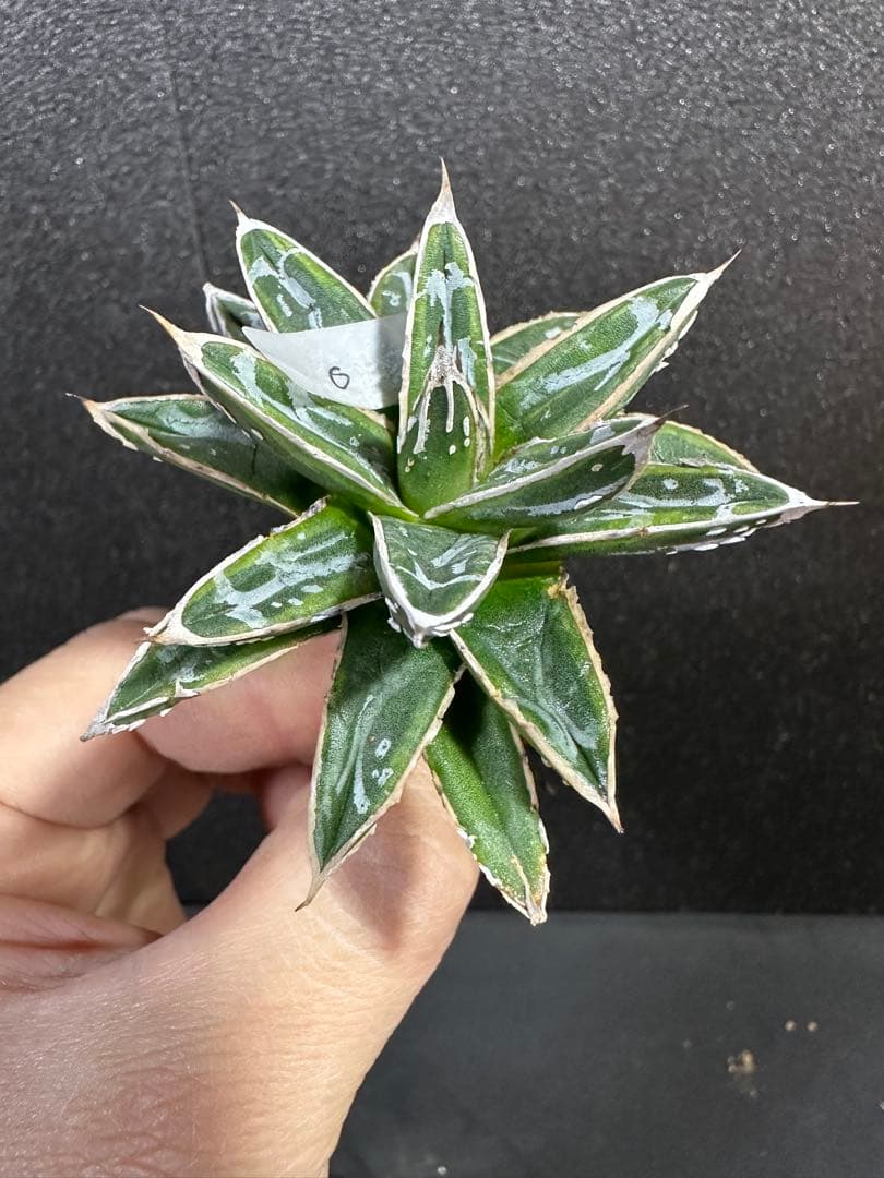 【姫笹の雪　ライムグリーン覆輪　中苗】子株付き