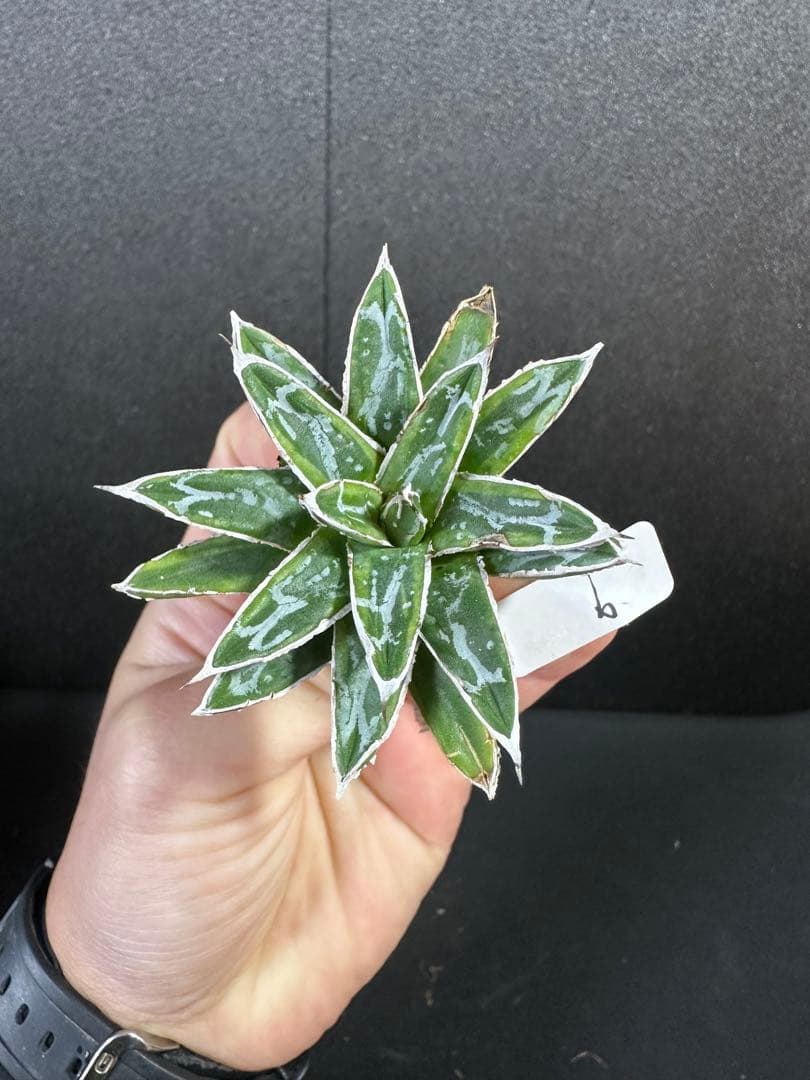 【姫笹の雪　ライムグリーン覆輪　中苗】子株付き