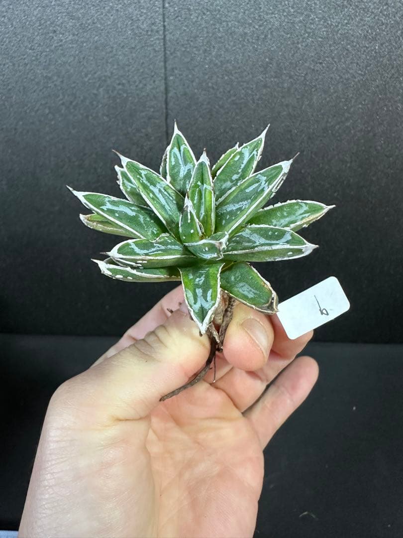 【姫笹の雪　ライムグリーン覆輪　中苗】子株付き