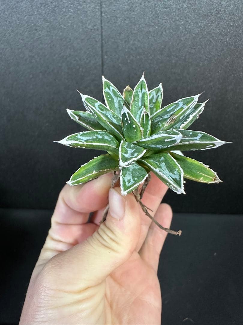 【姫笹の雪　ライムグリーン覆輪　中苗】子株付き