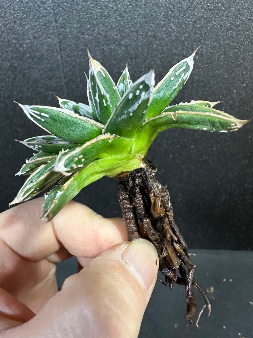 【姫笹の雪　ライムグリーン覆輪　中苗】子株付き