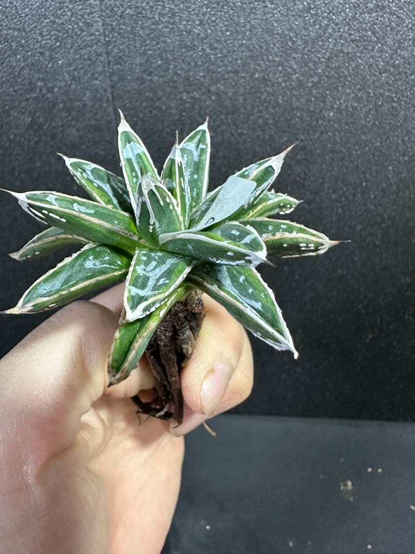 【姫笹の雪　ライムグリーン覆輪　中苗】子株付き