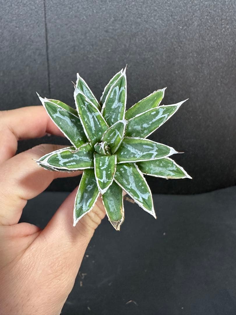 【姫笹の雪　ライムグリーン覆輪　中苗】子株付き