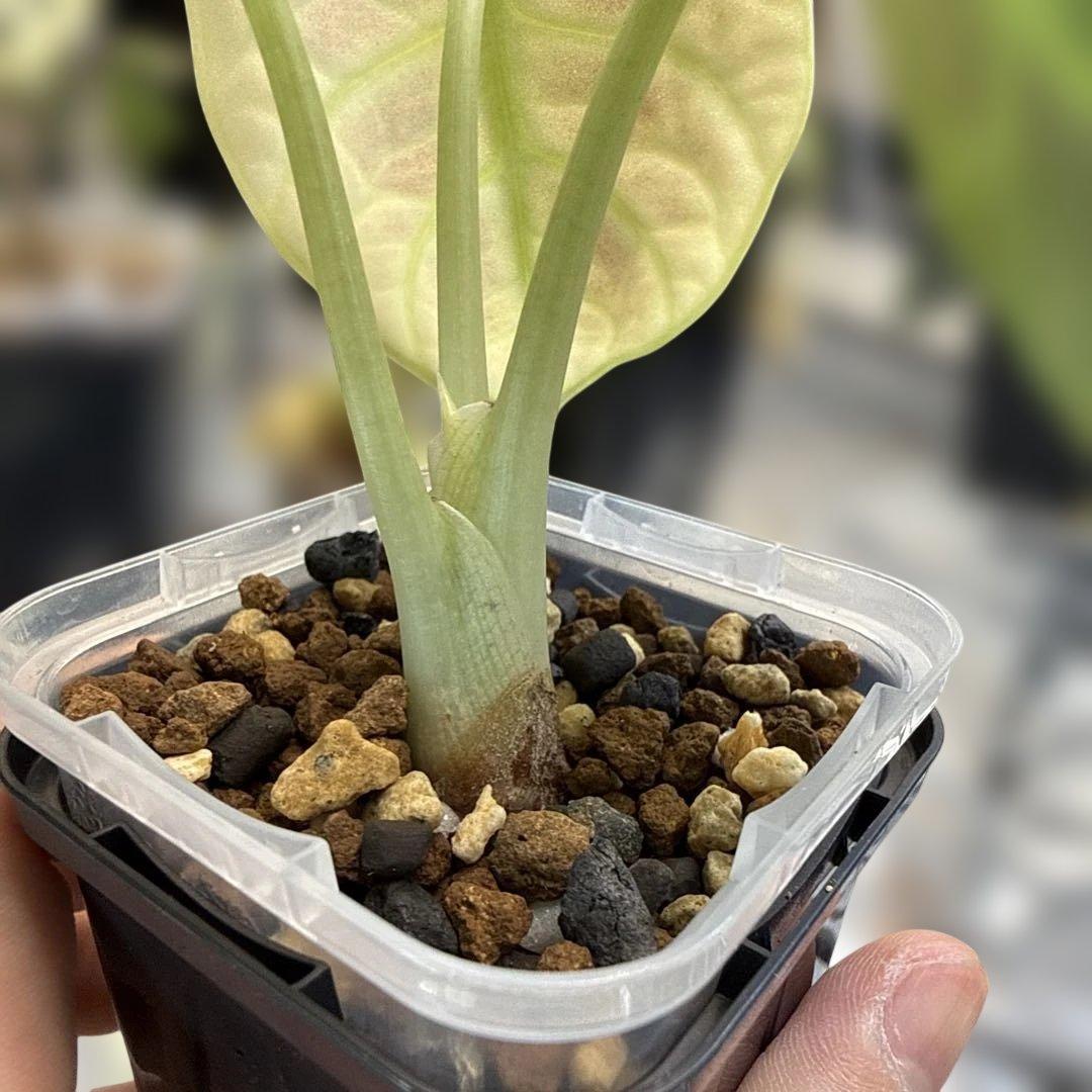 アロカシア ニンジャ ピュアアルボ