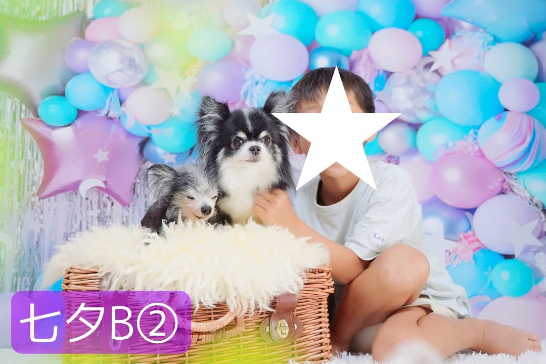 背景布×5+1 ペット撮影用フォトブース トリミングチョーカー販売中