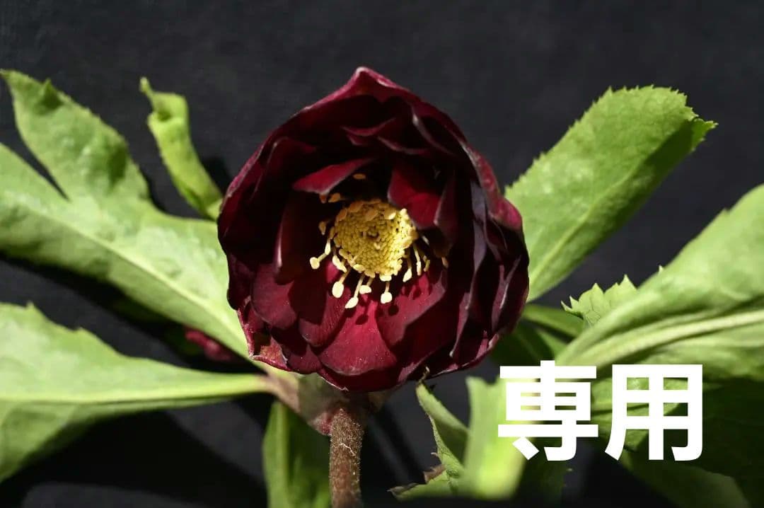 認定！！キラメキディープレッド　クリスマスローズ　加藤農園