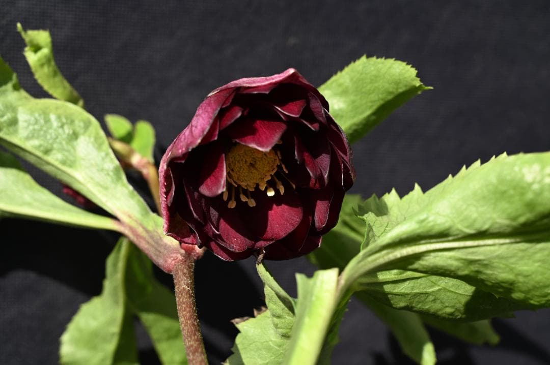 認定！！キラメキディープレッド　クリスマスローズ　加藤農園