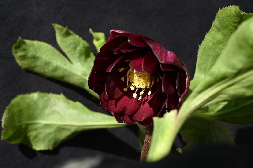 認定！！キラメキディープレッド　クリスマスローズ　加藤農園