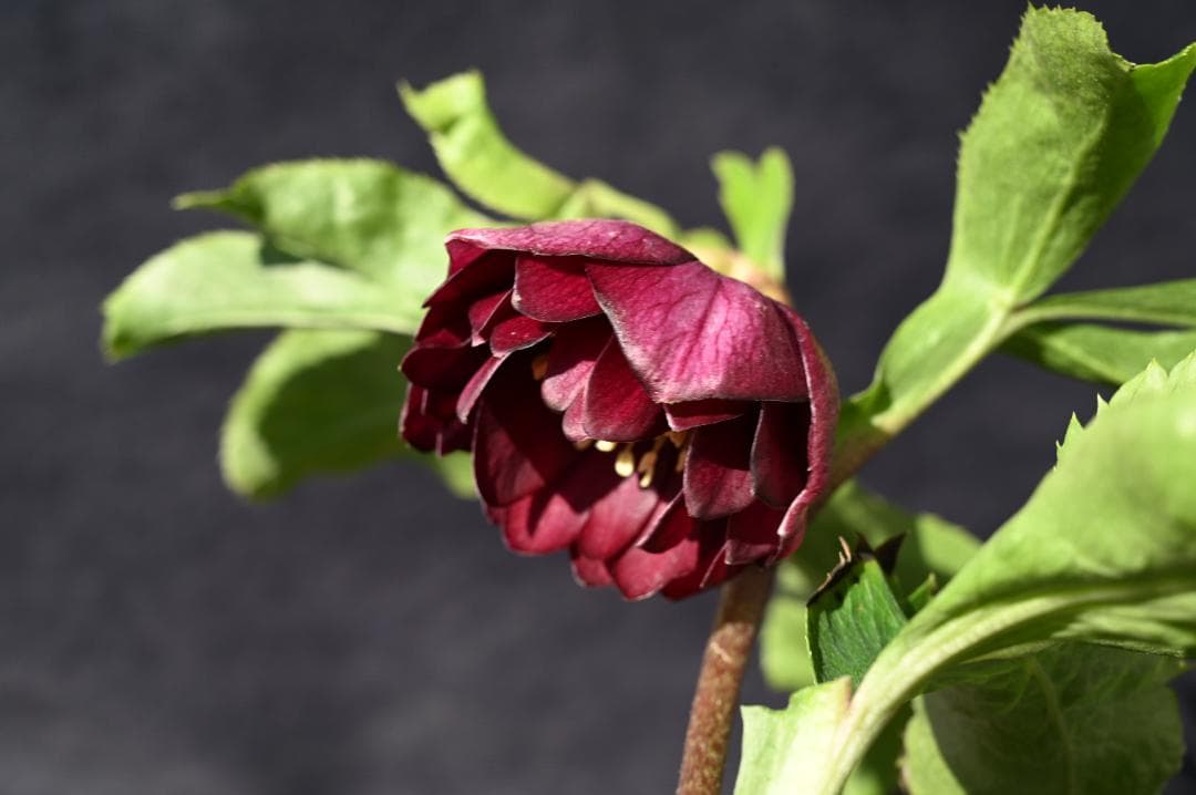 認定！！キラメキディープレッド　クリスマスローズ　加藤農園