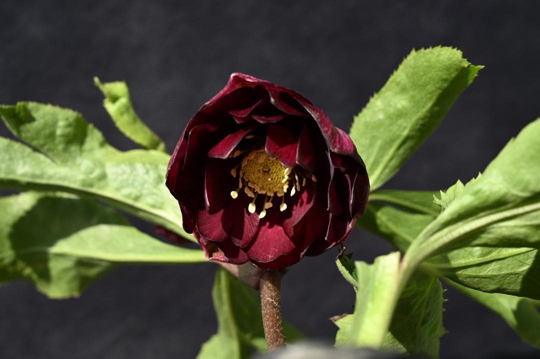 認定！！キラメキディープレッド　クリスマスローズ　加藤農園