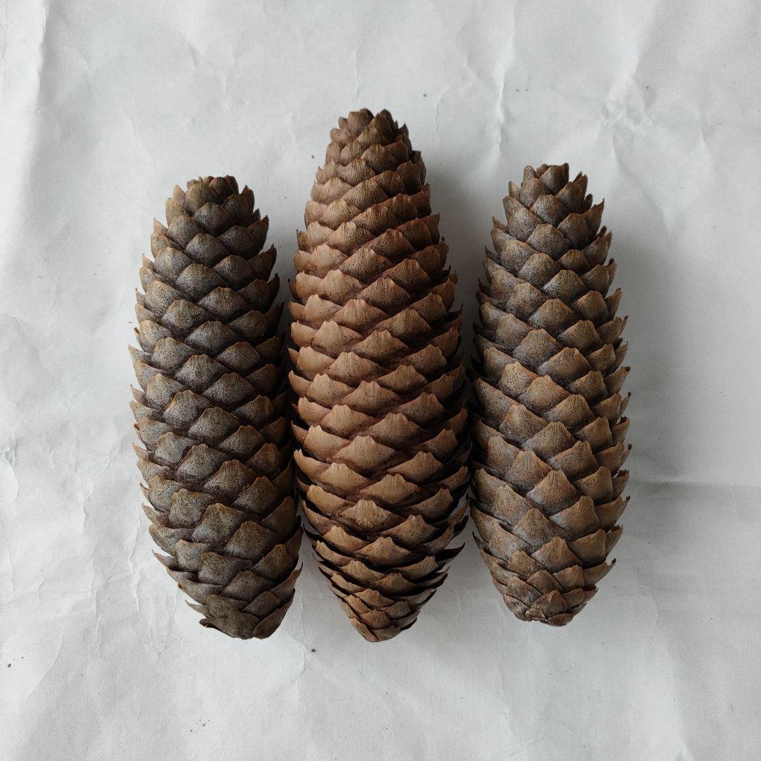長い松ぼっくり ドイツトウヒ クリスマス 正月 クラフト リース 材料