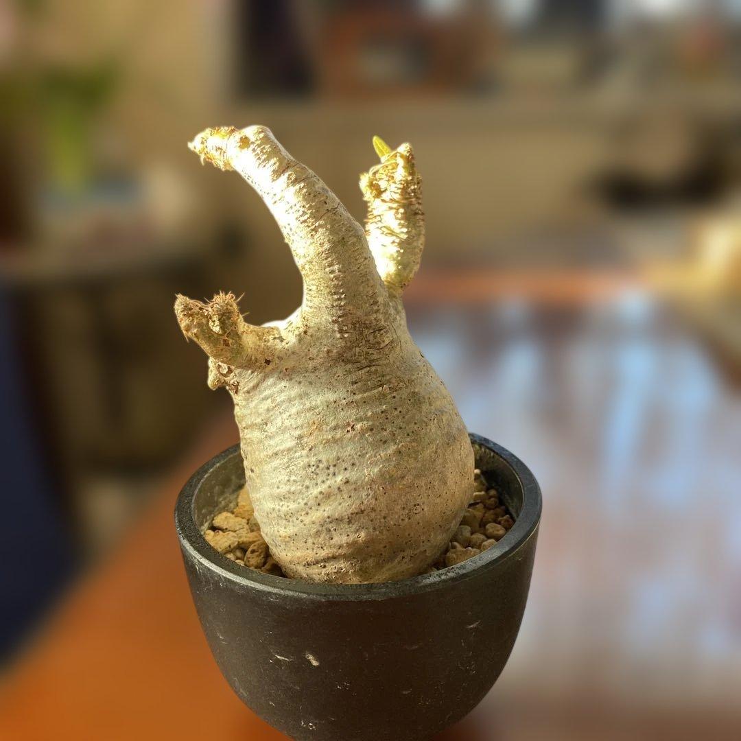 グラキリス多頭 現地球