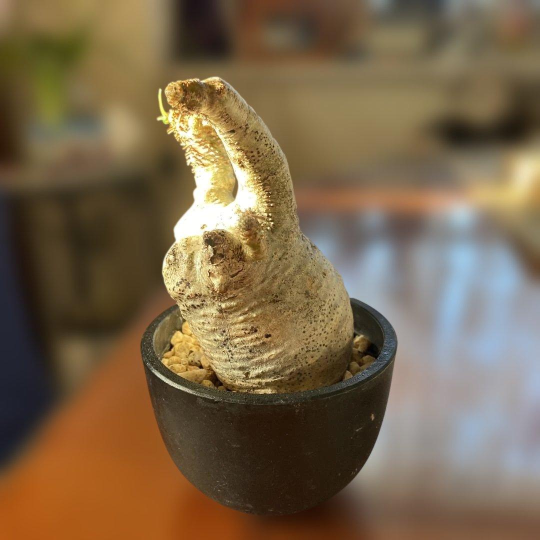 グラキリス多頭 現地球