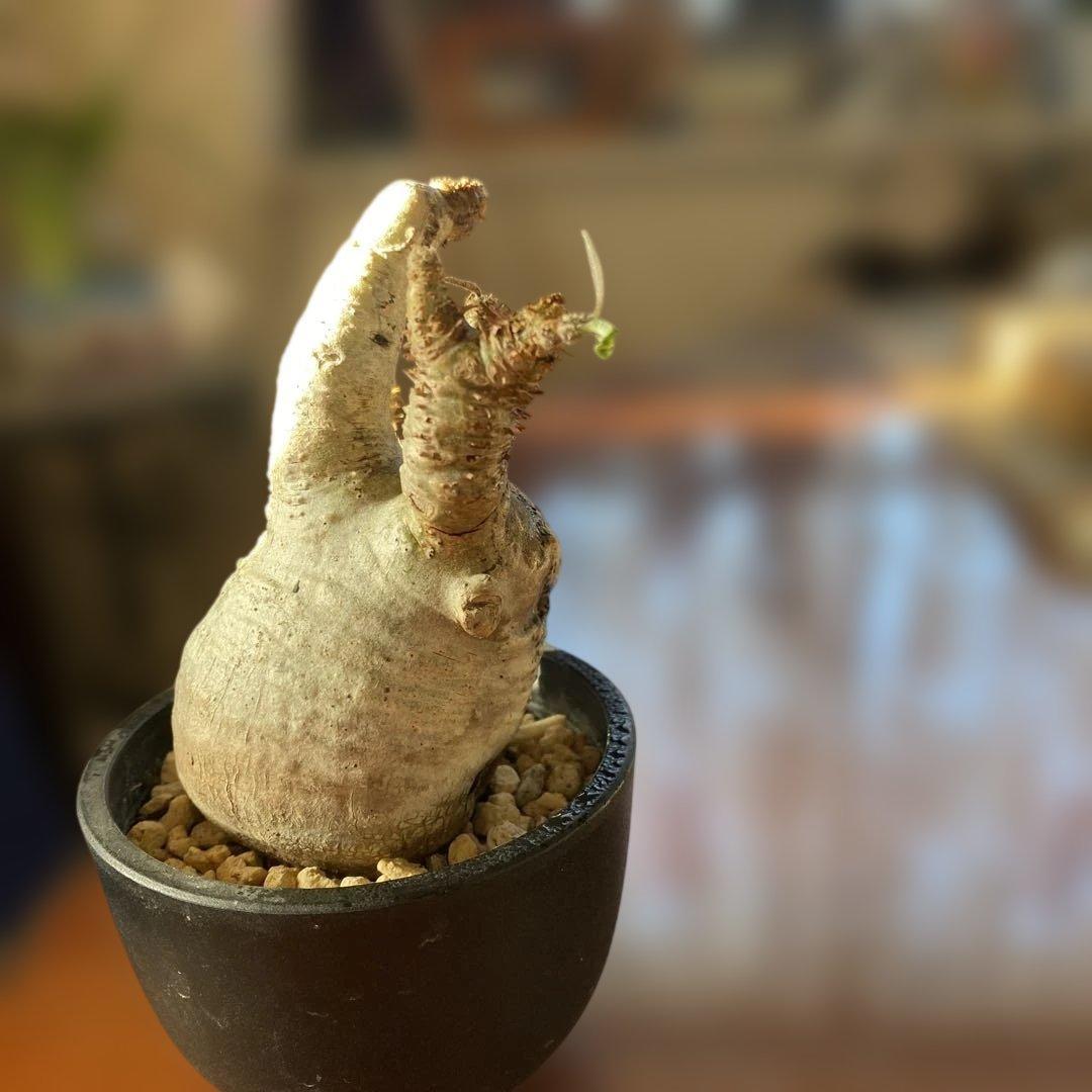 グラキリス多頭 現地球