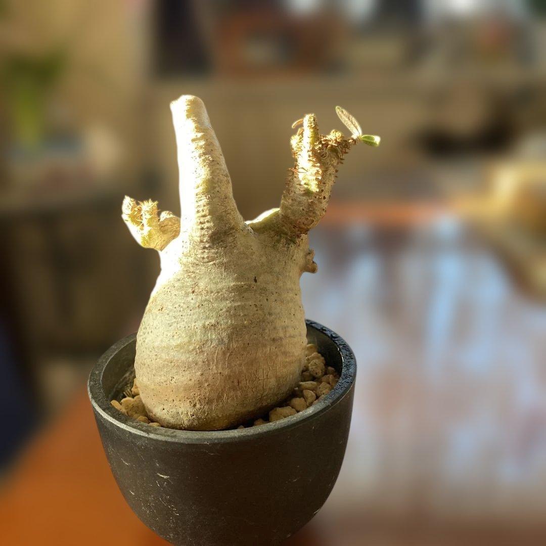 グラキリス多頭 現地球