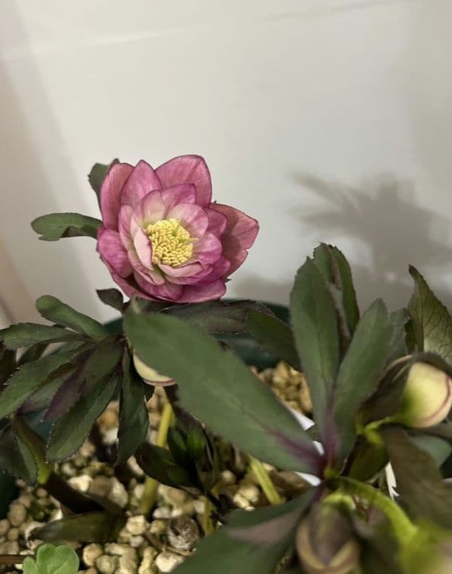 クリスマスローズ ポーセリン交配 株分け 苗 大木ナーセリー - メルカリ